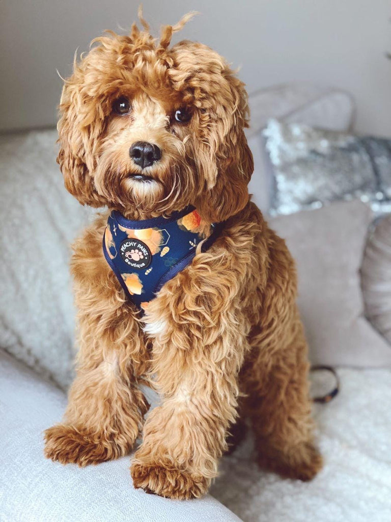 Honey coloured cockapoo sitting on a cream coloured couch wearing the Honey Bee Mine print dog harness.