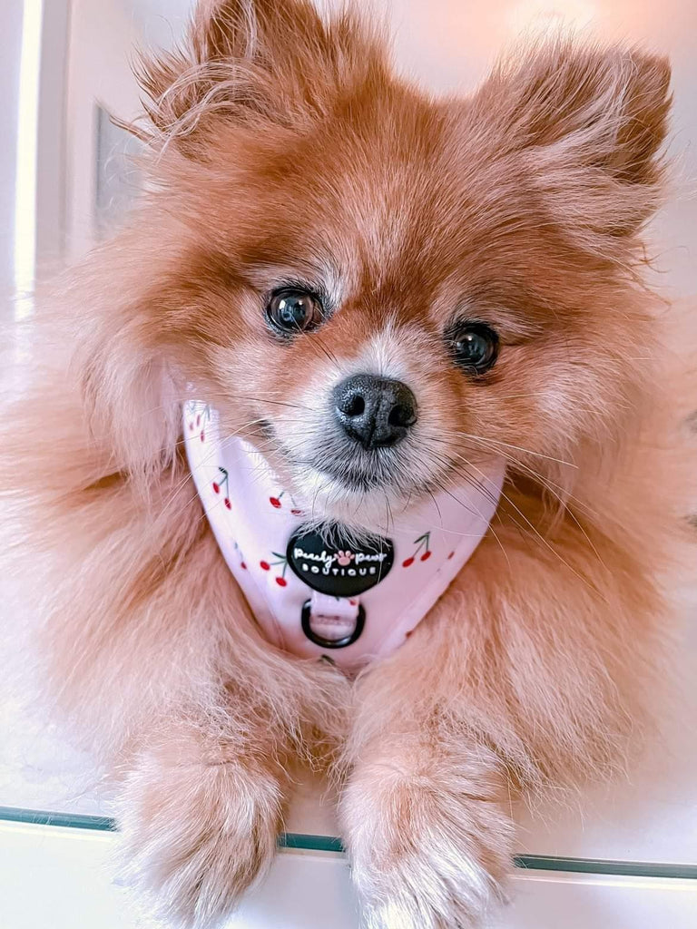 Cherry Sweet Dog Harness - PeachyPawsBoutique
