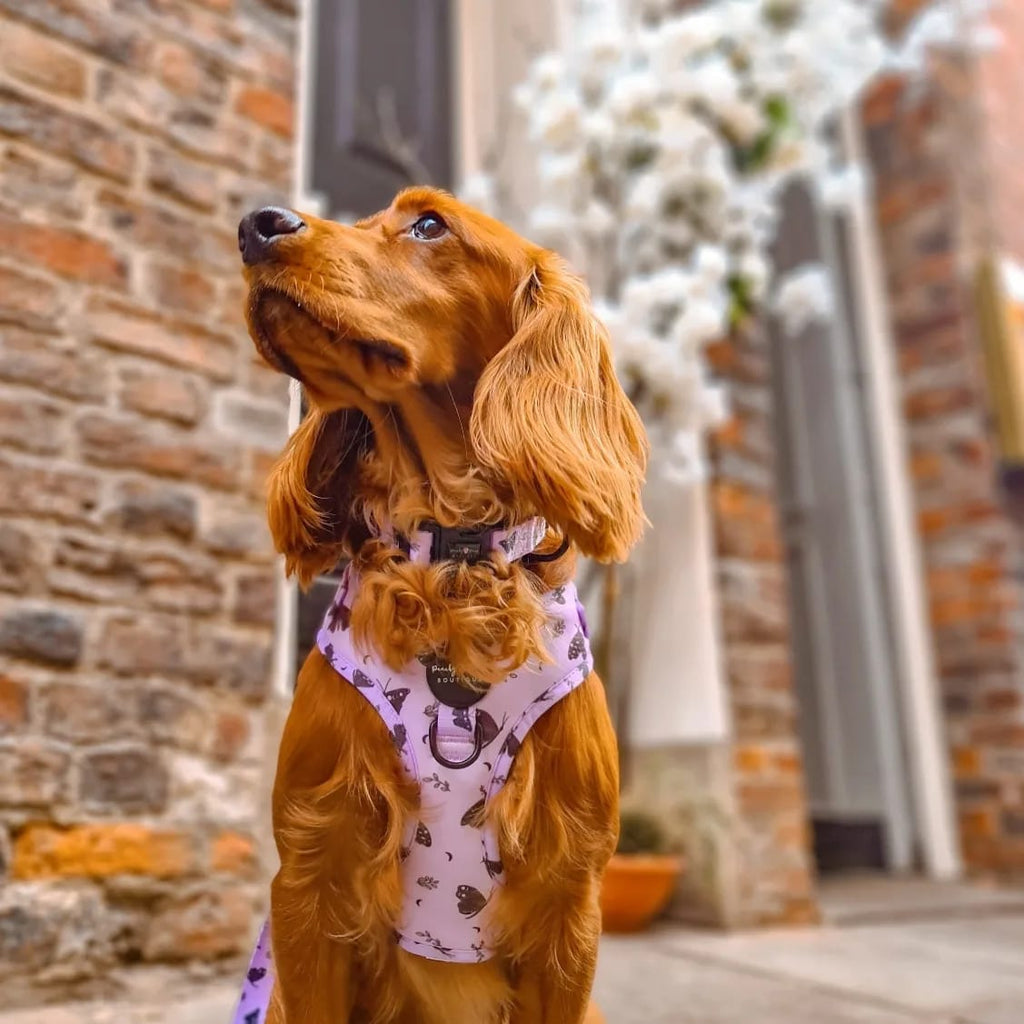 Lilac Pupperfly Dog Harness - PeachyPawsBoutique