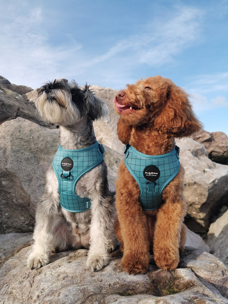 Off the Grid Duck Egg Dog Harness - PeachyPawsBoutique