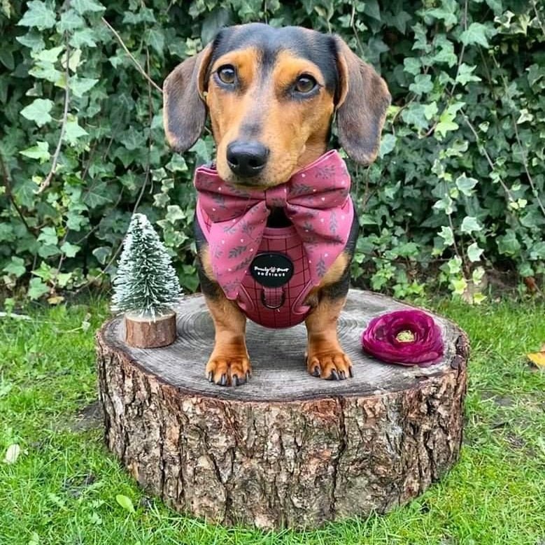 Off the Grid Raspberry Dog Harness - PeachyPawsBoutique