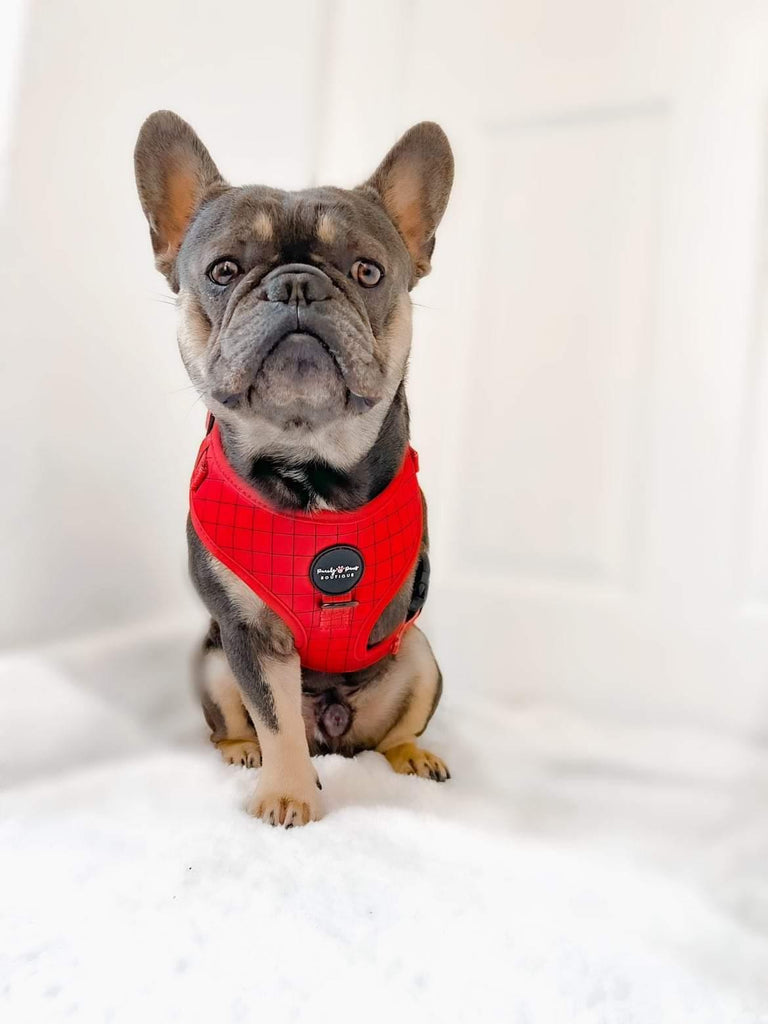 Off the Grid Red Dog Harness - PeachyPawsBoutique