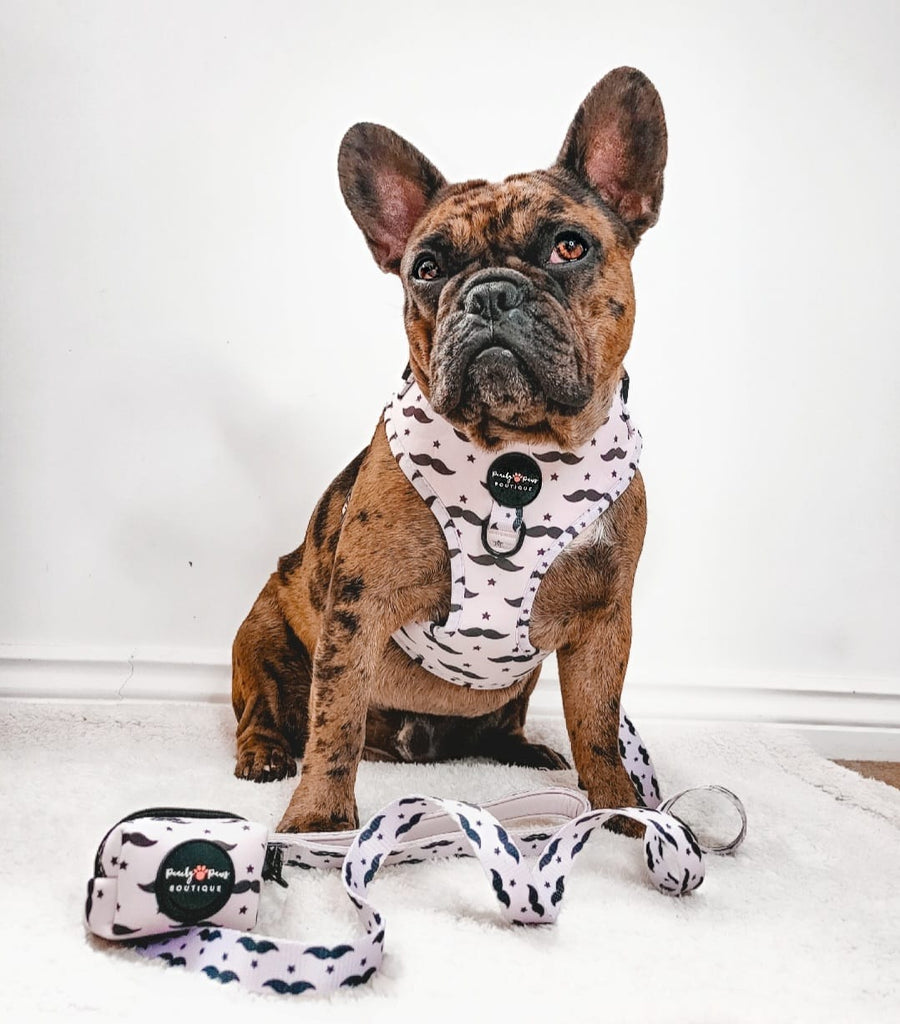 Pawstache Dog Collar - PeachyPawsBoutique