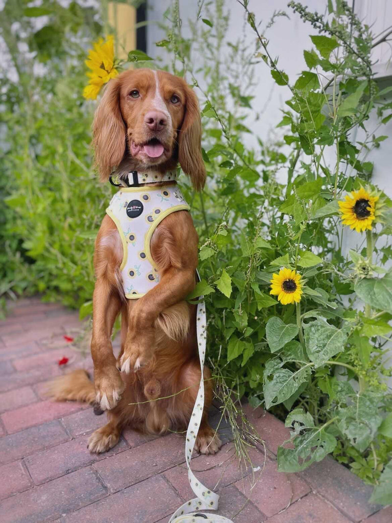 Sunflowers Dog Collar - PeachyPawsBoutique