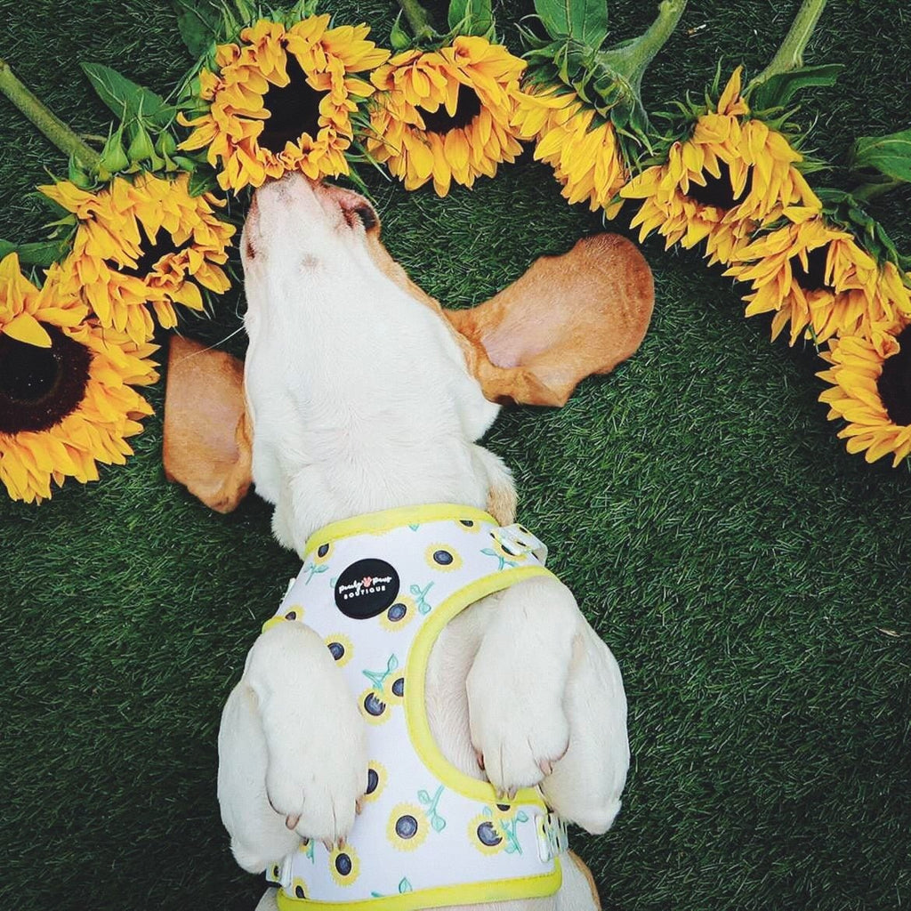 Sunflowers Dog Harness - PeachyPawsBoutique