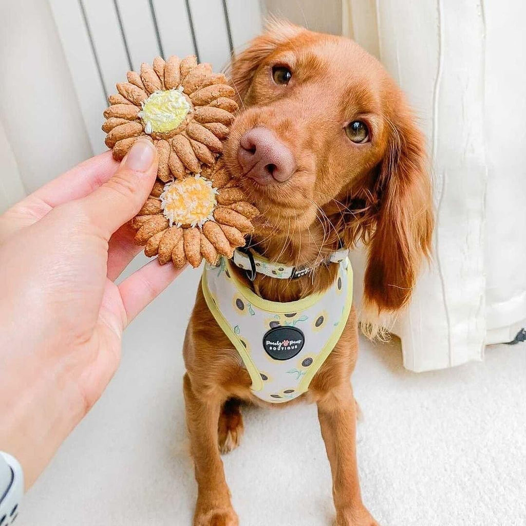 Sunflowers Dog Harness - PeachyPawsBoutique