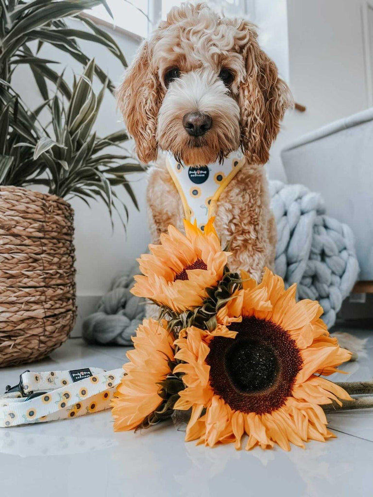 Sunflowers Dog Lead - PeachyPawsBoutique