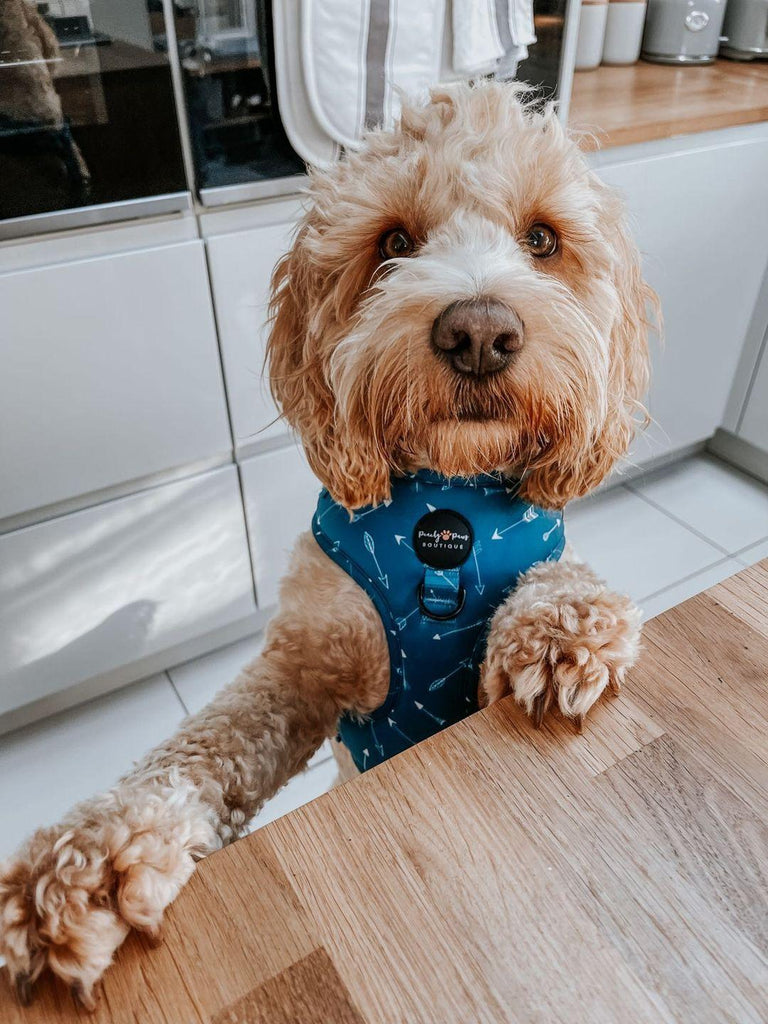 Tealin' Cute Dog Collar - PeachyPawsBoutique