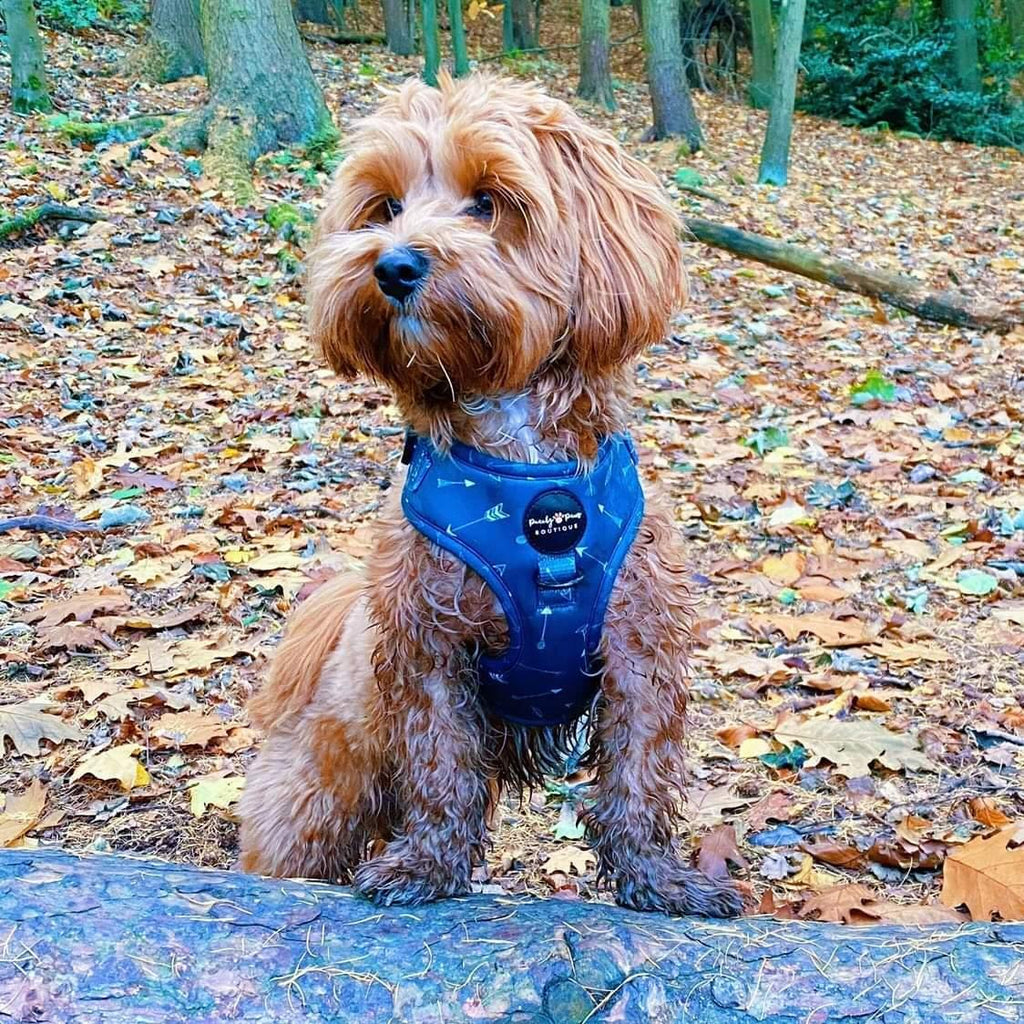 Tealin' Cute Dog Harness - PeachyPawsBoutique