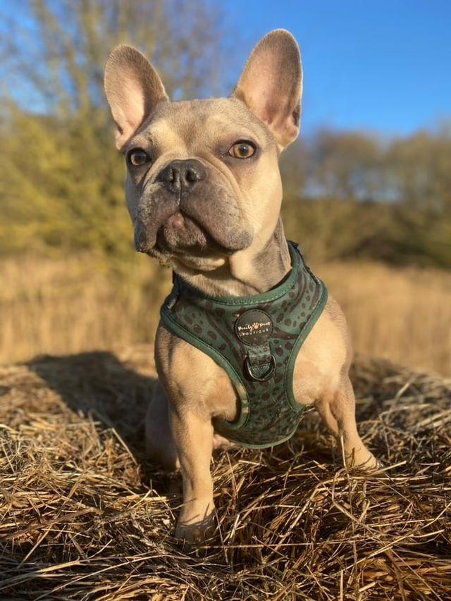 Walkies in the Wild Dog Harness - PeachyPawsBoutique